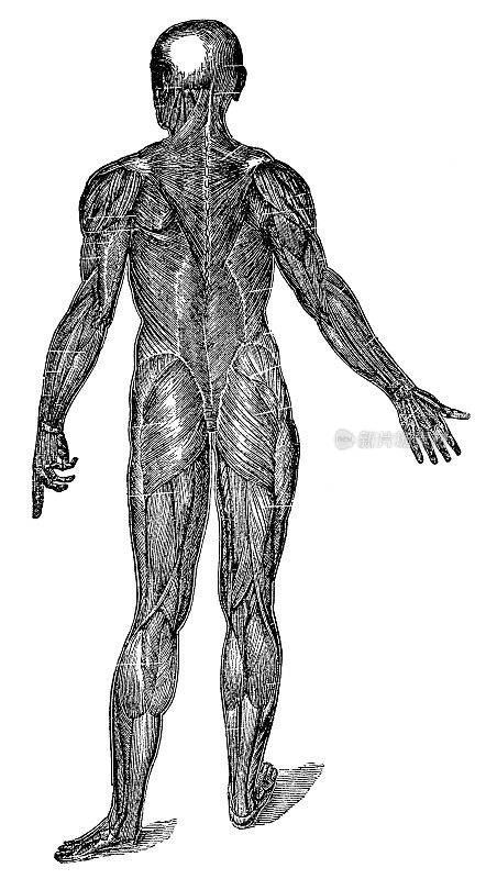 人体浅表肌肉后视图的医学插图- 19世纪
